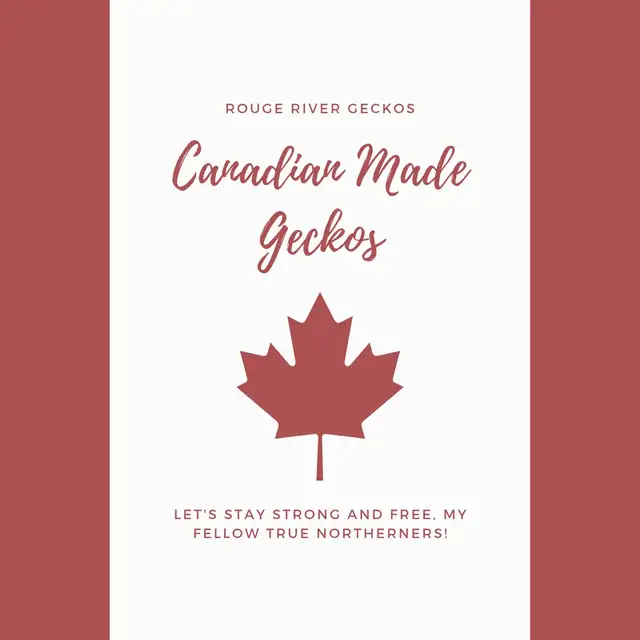 Crested Gecko Male - Photo 5