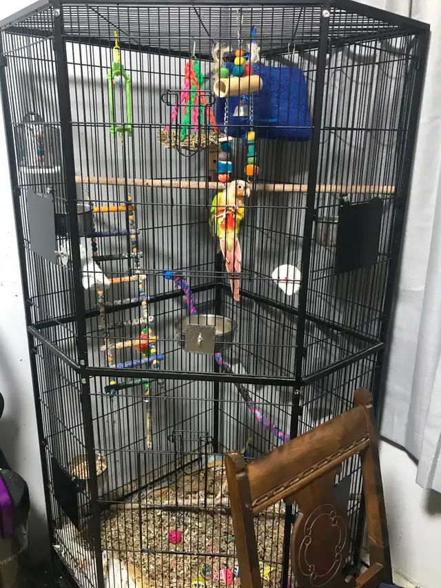 8 month old super friendly healthy sun conure