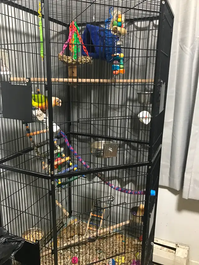 8 month old super friendly healthy sun conure - Photo 2