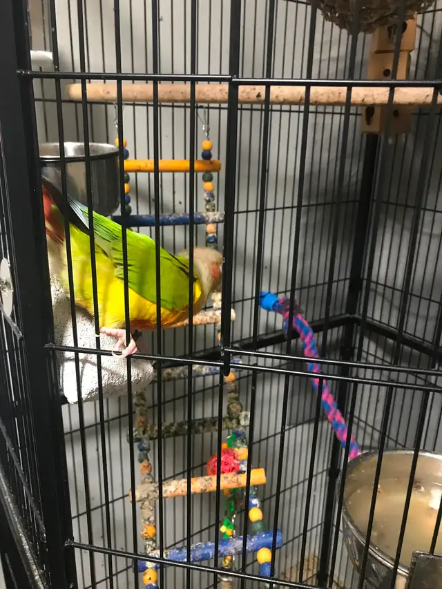 8 month old super friendly healthy sun conure - Photo 3