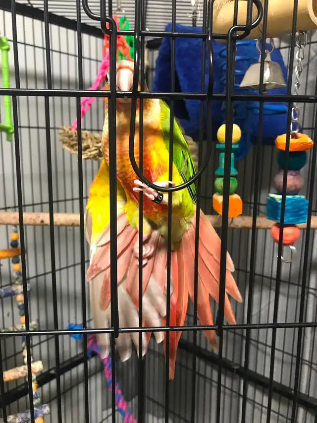 8 month old super friendly healthy sun conure - Photo 4
