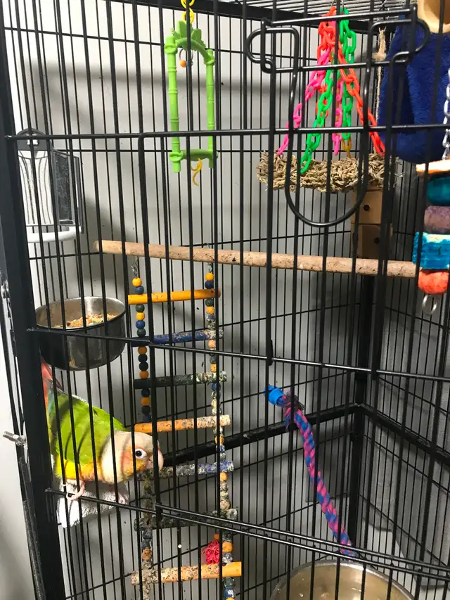 8 month old super friendly healthy sun conure - Photo 5