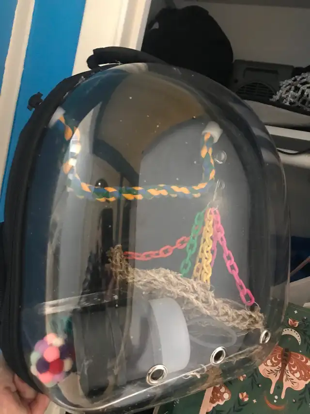 8 month old super friendly healthy sun conure - Photo 6