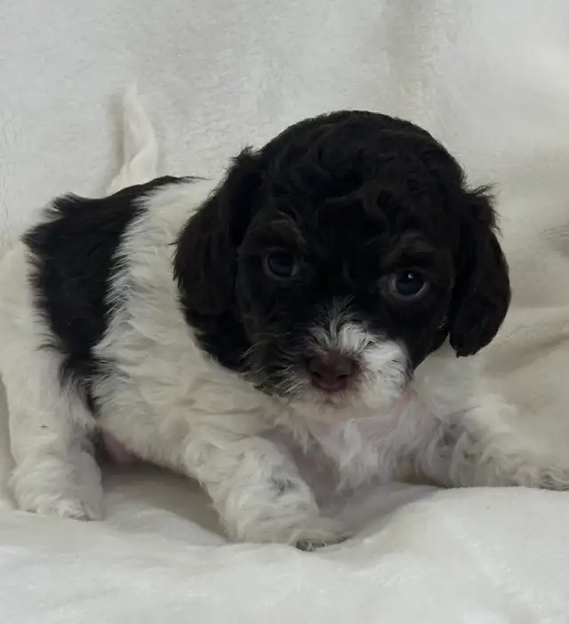 Toy Poodle - Photo 2