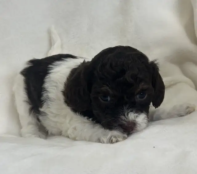 Toy Poodle - Photo 3