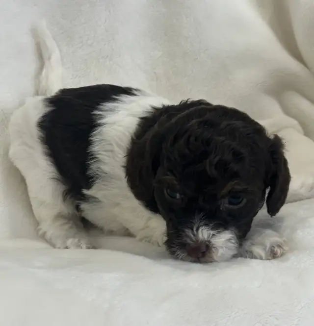 Toy Poodle - Photo 4