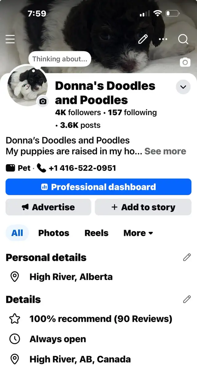 Toy Poodle - Photo 5