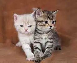 Kittens wantes