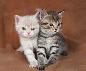 Kittens wantes