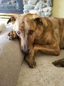 Private One-on-One Dog Daycare