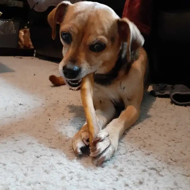 Private One-on-One Dog Daycare - Photo 2