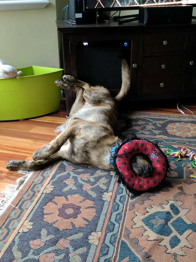 Private One-on-One Dog Daycare - Photo 3