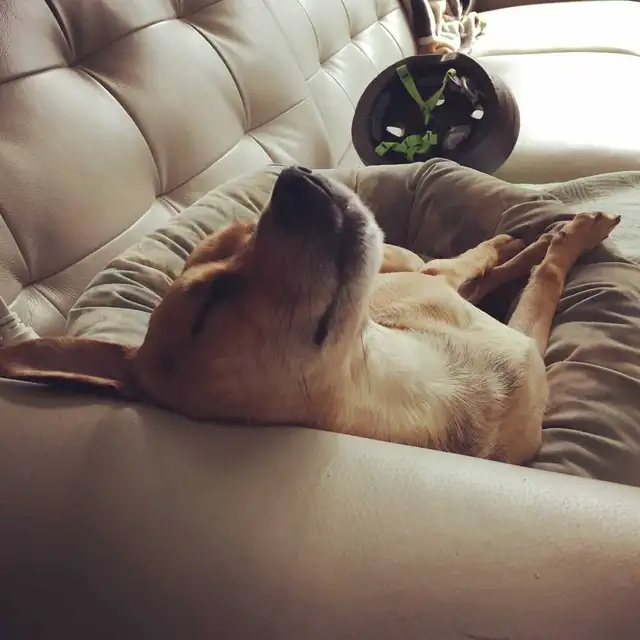 Private One-on-One Dog Daycare - Photo 4