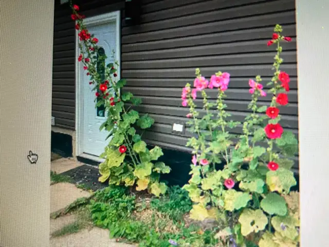 UA area/5minToSouthgate mall LRTtoUA Compus/Nait Macewan/DownTow