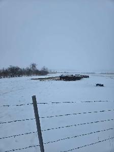 Looking for 12 Bred heifers