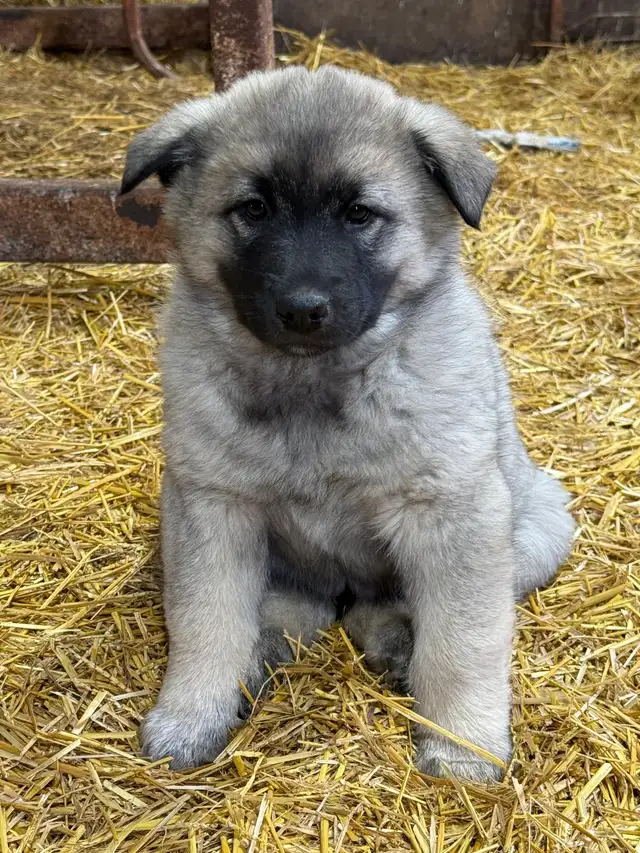 Purebred Norwegian Elkhound Puppies