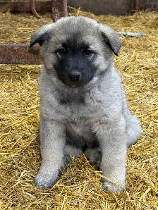 Purebred Norwegian Elkhound Puppies