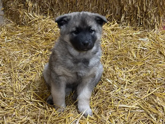 Purebred Norwegian Elkhound Puppies - Photo 2