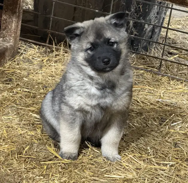 Purebred Norwegian Elkhound Puppies - Photo 3