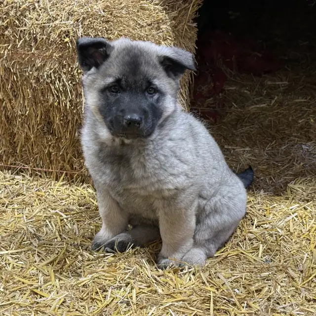 Purebred Norwegian Elkhound Puppies - Photo 4