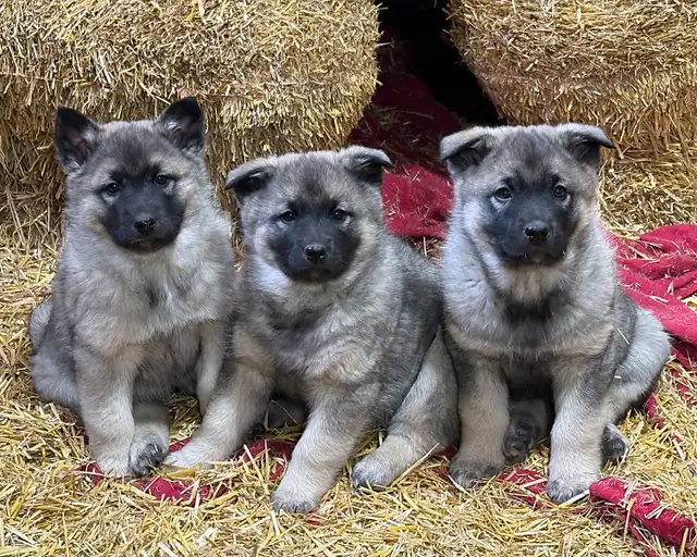 Purebred Norwegian Elkhound Puppies - Photo 5