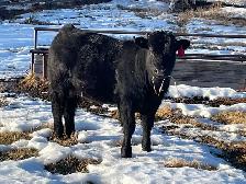 Pure Bred Maine Anjou Bulls