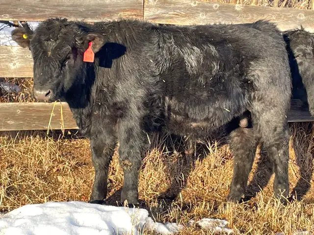 Pure Bred Maine Anjou Bulls - Photo 2