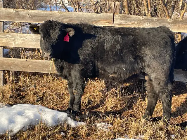 Pure Bred Maine Anjou Bulls - Photo 3