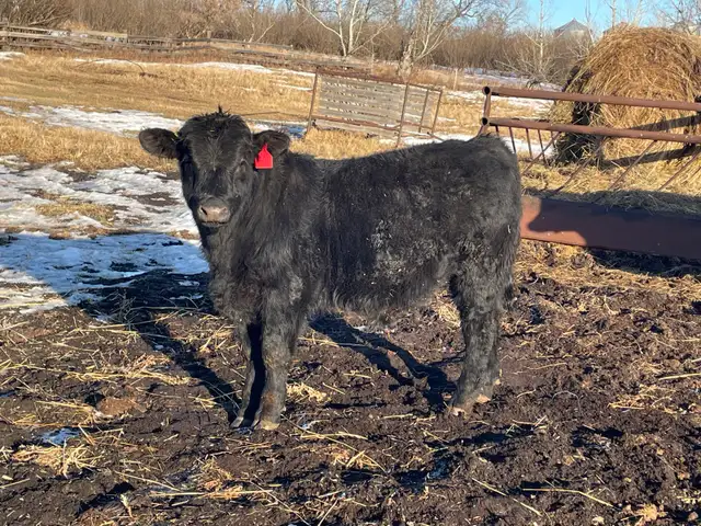 Pure Bred Maine Anjou Bulls - Photo 4