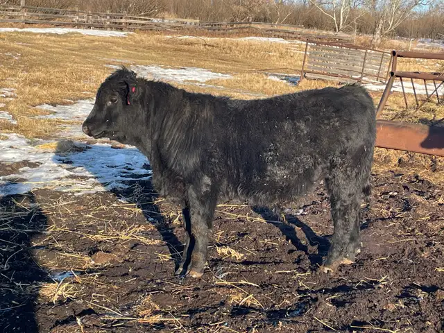 Pure Bred Maine Anjou Bulls - Photo 5