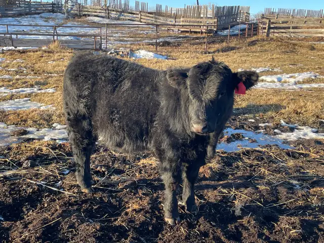 Pure Bred Maine Anjou Bulls - Photo 6