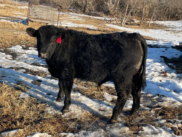 Pure Bred Maine Anjou Bulls - Photo 7