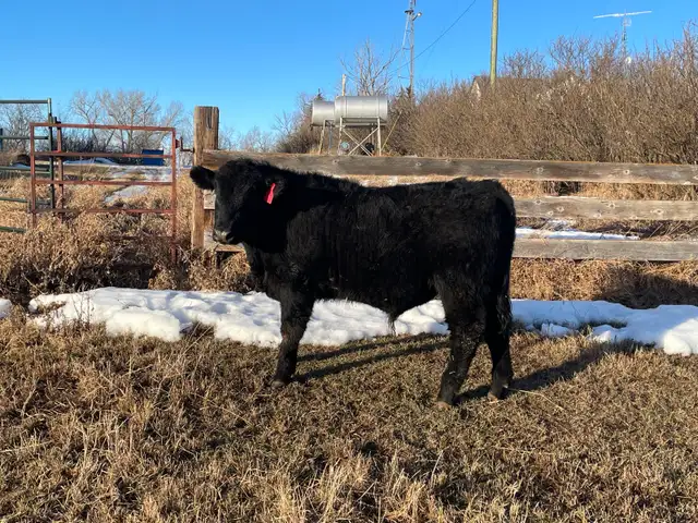 Pure Bred Maine Anjou Bulls - Photo 8