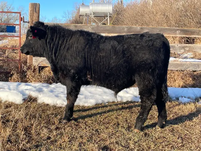 Pure Bred Maine Anjou Bulls - Photo 9