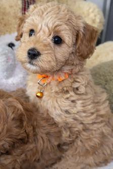 Adorable Hypoallergenic Maltipoo Puppies