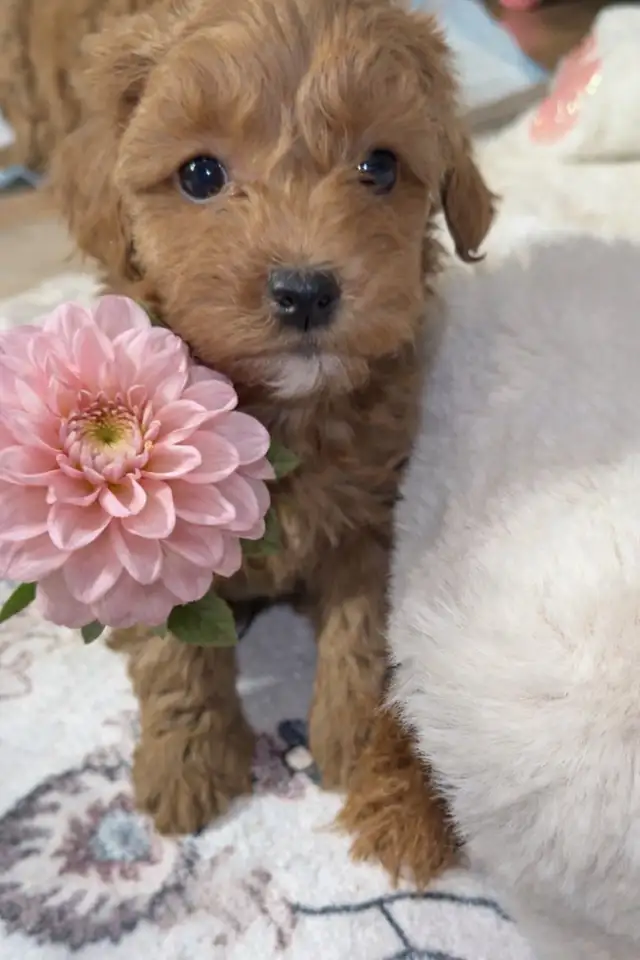 Adorable Hypoallergenic Maltipoo Puppies - Photo 2