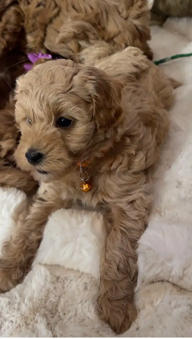 Adorable Hypoallergenic Maltipoo Puppies - Photo 4