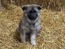Purebred Norwegian Elkhound Puppies - Photo 2