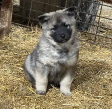 Purebred Norwegian Elkhound Puppies - Photo 3