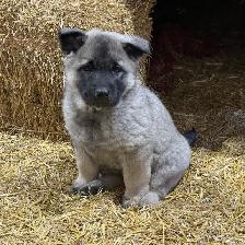 Purebred Norwegian Elkhound Puppies - Photo 4