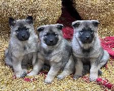 Purebred Norwegian Elkhound Puppies - Photo 5