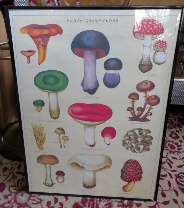 PAST & PRESENT ANTIQUES - HERMAN MILLER CHAIRS - MUSHRO0M PRINTS - Photo 5