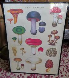 PAST & PRESENT ANTIQUES - HERMAN MILLER CHAIRS - MUSHRO0M PRINTS - Photo 5