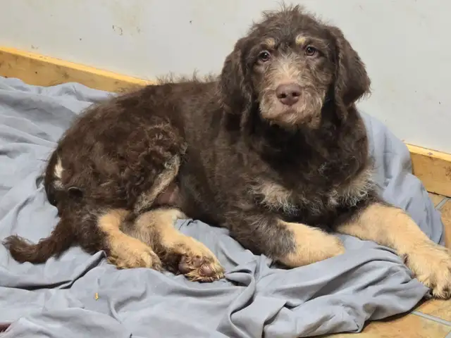 Aussiedor puppies - Photo 2