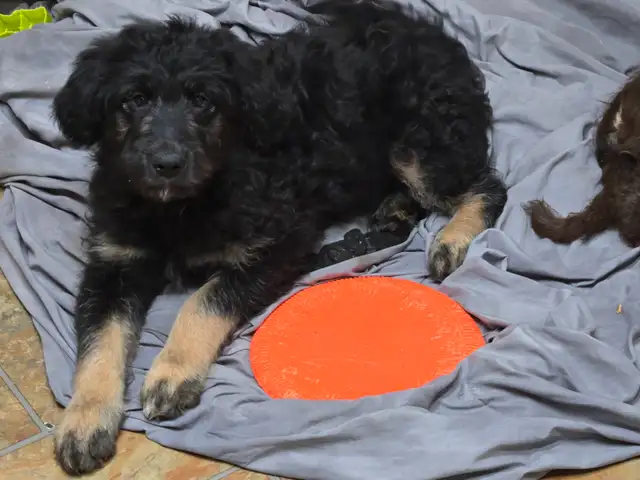 Aussiedor puppies - Photo 3