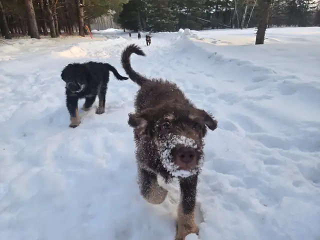 Aussiedor puppies - Photo 4