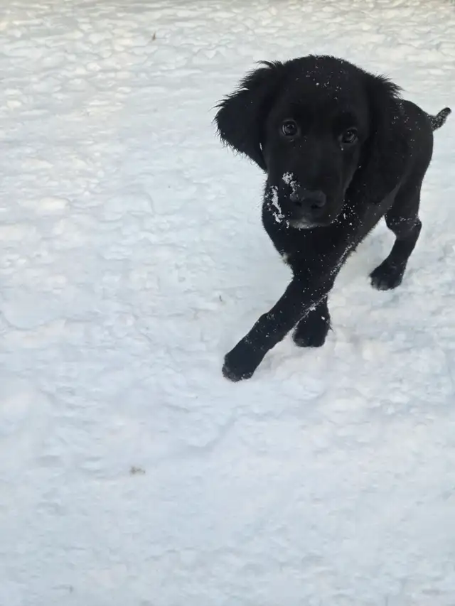 Aussiedor puppies - Photo 5