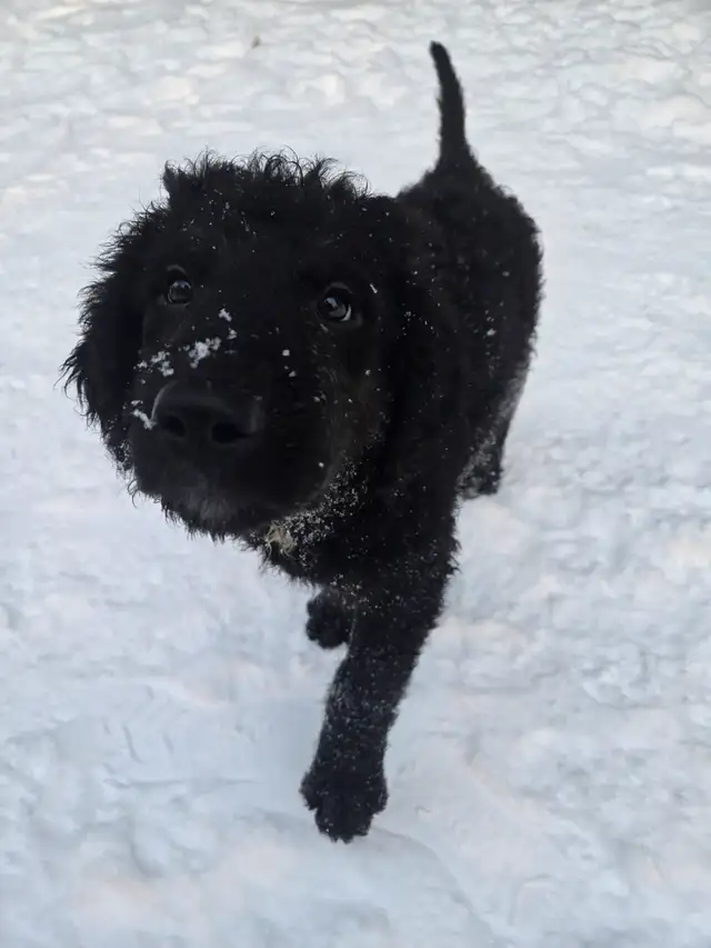 Aussiedor puppies - Photo 6