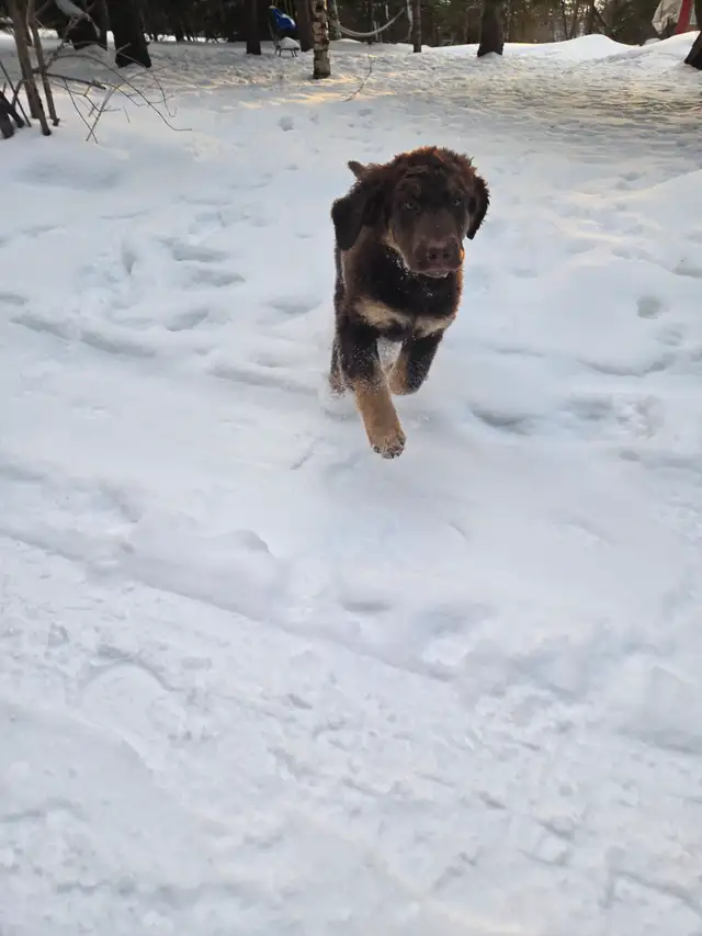 Aussiedor puppies - Photo 7