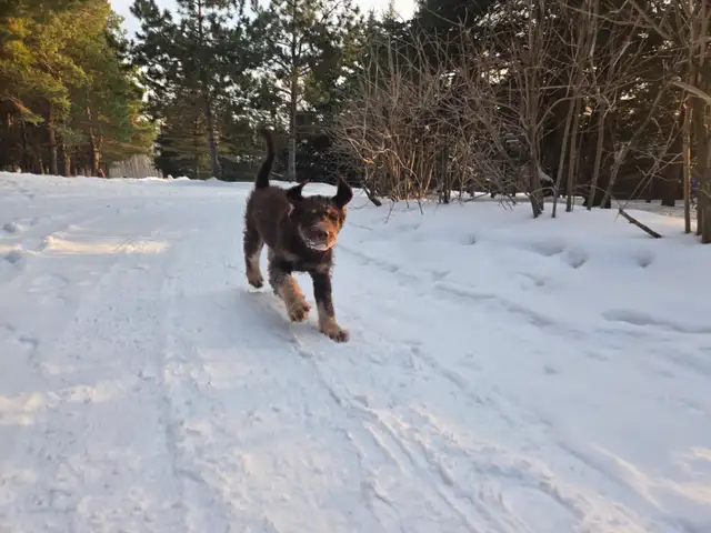 Aussiedor puppies - Photo 8